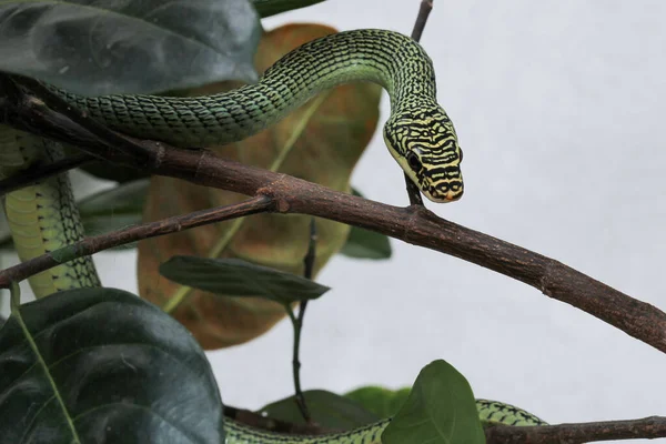 Nahaufnahme Der Grünen Schlange Oder Chrysopelea Ornata Baum — Stockfoto