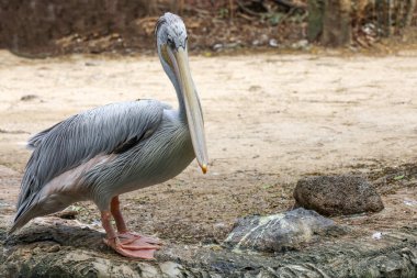 Tayland bahçesindeki büyük beyaz pelikan kuşu.