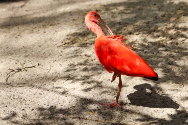 Kızıl aynalı kuşun etrafını sarın.
