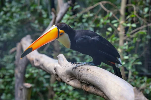The toco toucan bird on the wood tree in zoology
