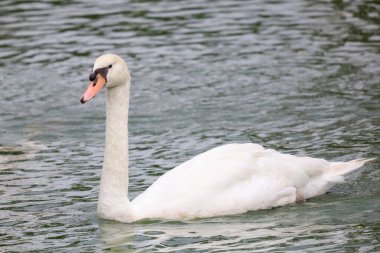 Nehirdeki beyaz kazları yakın