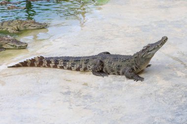 Timsah nehrin kıyısında kalıyor.