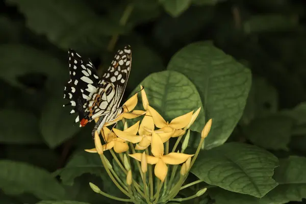 花の美しい蝶は自然の庭で美しい翼を示しています — ストック写真