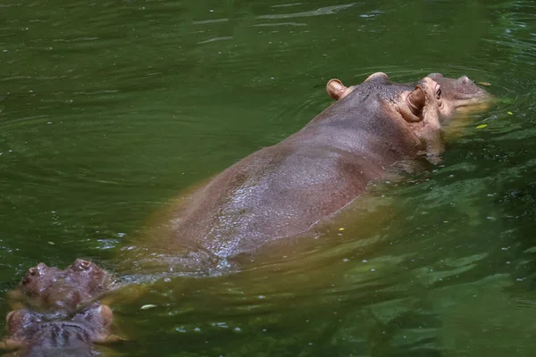 Close Head Big Hippopotamus Float River — ストック写真