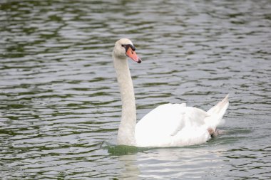 Nehirdeki beyaz kazları yakın