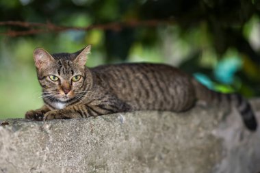 Gri kedi evini kapat otur ve Tayland 'daki bahçenin yanındaki eski duvarda dinlen.