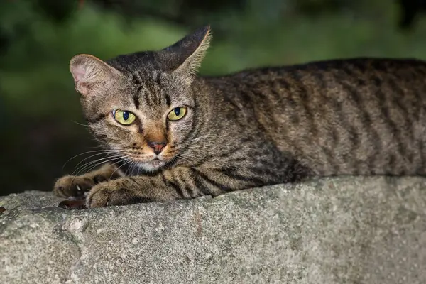 Gri kedi evini kapat otur ve Tayland 'daki bahçenin yanındaki eski duvarda dinlen.