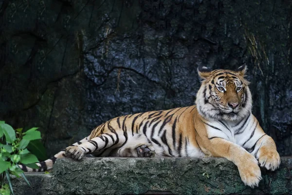 Zbliżenie Bengalski Tygrys Jest Piękne Zwierzę Niebezpieczne Lesie — Zdjęcie stockowe