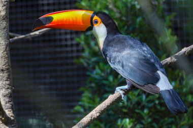 Ahşap ağaçtaki Toco Toucan kuşu 