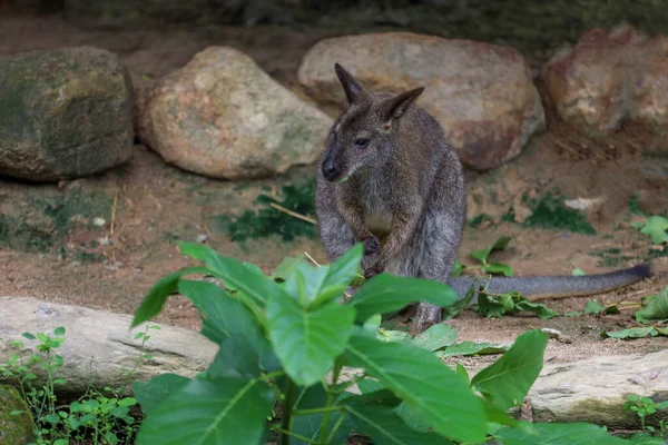 Das Baby Känguru Bleibt Und Frisst Gras Garten — Stockfoto