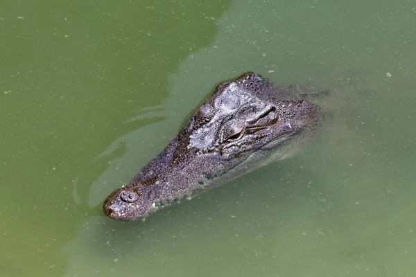 Close up big head crocodile is danger animal wildlife