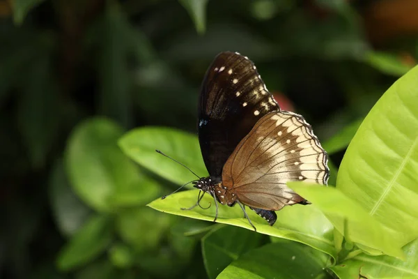 Der Schöne Schmetterling Auf Blume Zeigt Schönheitsflügel Naturgarten — Stockfoto