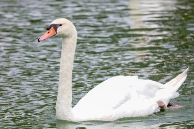 Yaklaş Beyaz kaz nehirde güzeldir