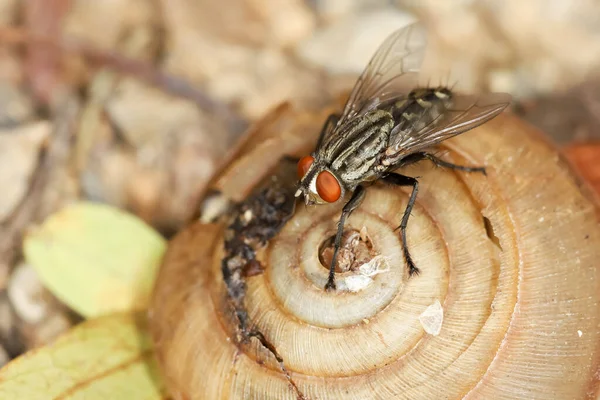 Yaklaş. Salyangoz üzerindeki sinek öldü.