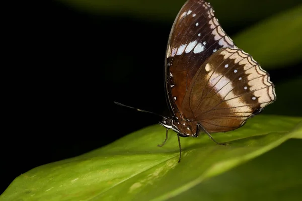 Красивая Бабочка Цветок Показать Красоту Крыла Саду Природы — стоковое фото