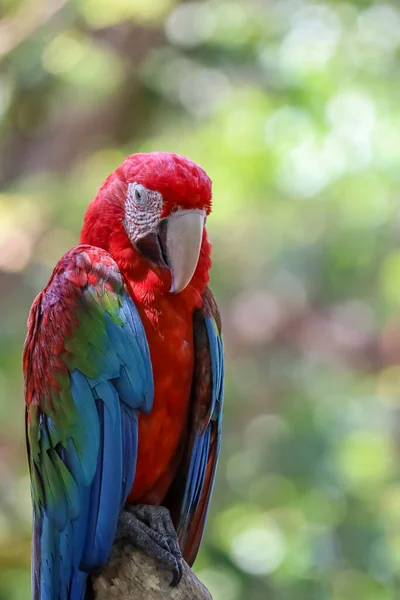 閉じる頭を上に赤い顎のオウムの鳥で庭 — ストック写真
