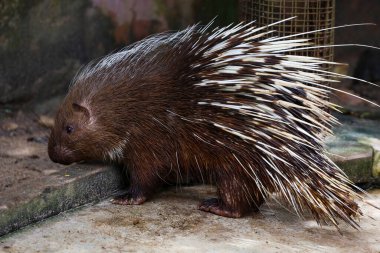 Close up the malayan porcupine animal  clipart