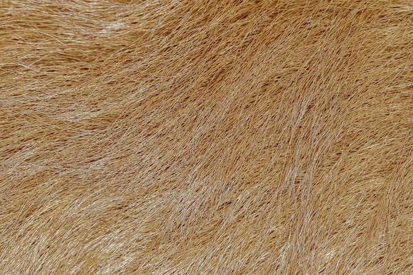 close up brown dog skin for texture and pattern.