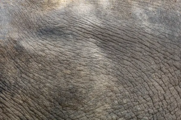 Zamknij Się Skóra Słonia Jest Duże Dzikie Zwierzę Dla Tekstury — Zdjęcie stockowe