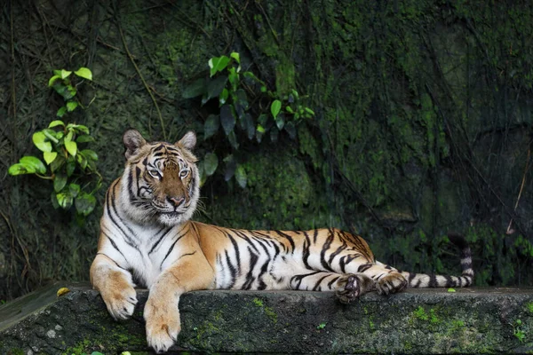 Close Indochinese Tiger Beautiful Animal Dangerous — стоковое фото