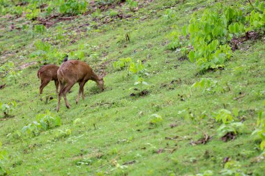 Bahçedeki bebek dişi geyik. 