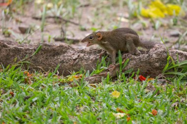 Sincap kök ağacında dinleniyor. 