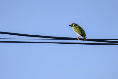 Renkli Oriole kuşu doğada Tayland 'da elektrik hattında yaşıyor.