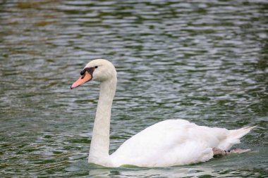 Nehirdeki beyaz kazları yakın