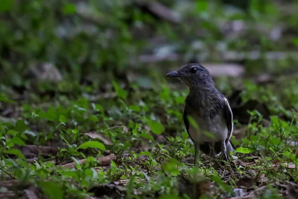 Uccello Nero Nel Giardino Della Natura — Foto Stock