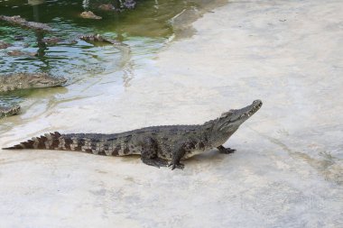 Tuz timsahı nehrin kıyısında kalıyor.