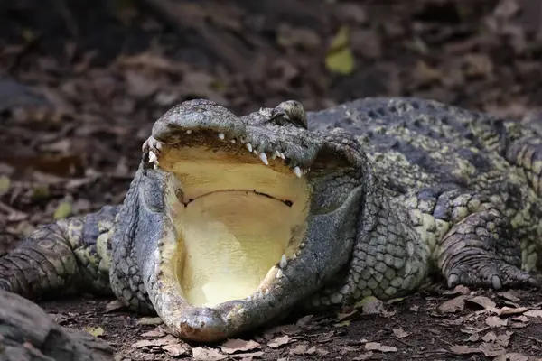Close Crocodilo Ação Mostrar Cabeça Jardim — Fotografia de Stock