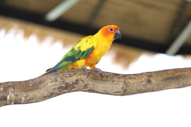 Sopa ağacındaki minik papağan kuşu.