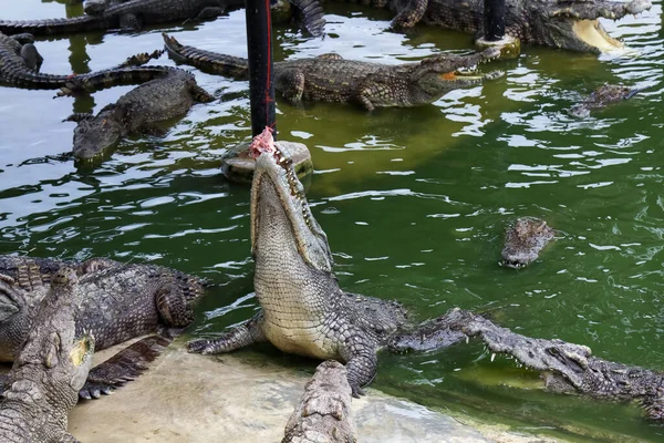 Krokodilen Simmar Floden Nära Kanalen — Stockfoto