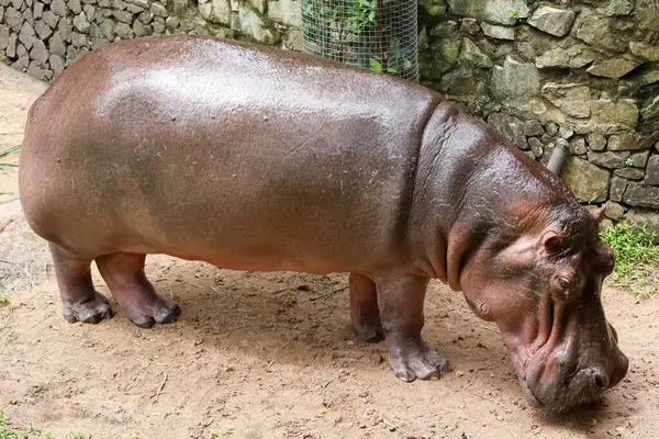 Close Head Big Hippopotamus Garden — Fotografia de Stock