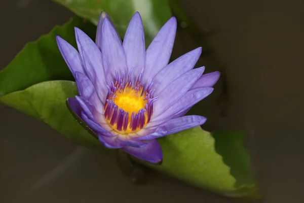 Close Lotus Flower Yellow Purple Color Beautiful — Stock Photo, Image