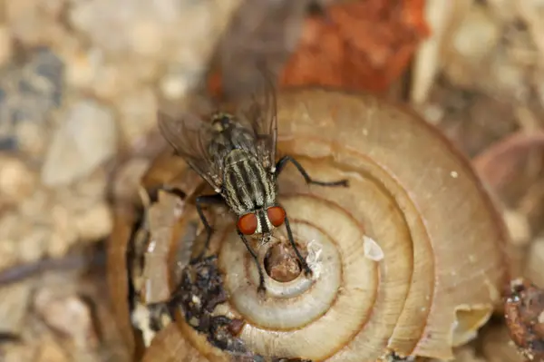 Fermer Insecte Mouche Domestique Sur Escargot Mort — Photo