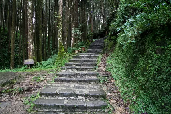 Camino Pie Área Del Parque Nacional Alishan Taiwán — Foto de Stock