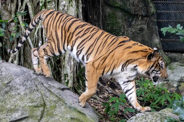 Primer Plano Tigre Bengala Hermoso Animal Peligroso Bosque — Foto de Stock