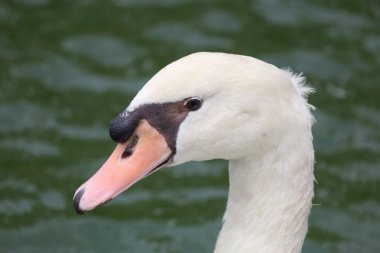 Yaklaş Beyaz kaz nehirde güzeldir