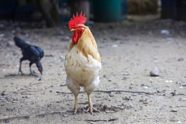 Beyaz Betong Chickken kuru bahçede 