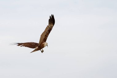 Kızıl Kartal Tayland 'da gökyüzünde uçar