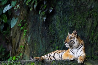 Close up Indochinese tiger is beautiful animal and dangerous