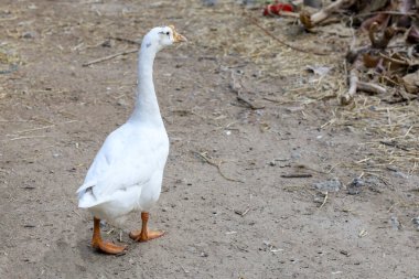 Beyaz kaz Tayland 'da bahçede yemek yiyor.