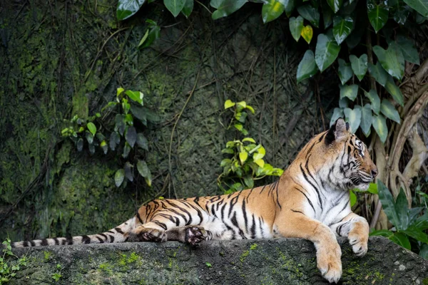 Close Indochinese Tiger Beautiful Animal Dangerous — Zdjęcie stockowe