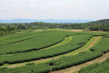 Tayland 'daki güzel çay tarlası manzarası