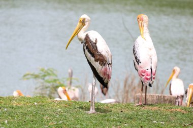 Bahçedeki Boyalı Leylek Kuşu (Mycteria leucocephala)