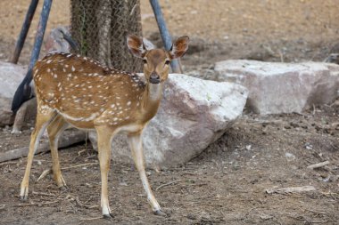 Benekli geyik bahçede kalıyor.