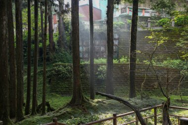 Tayvan Alishan milli park alanında Eski Büyük ağaç.