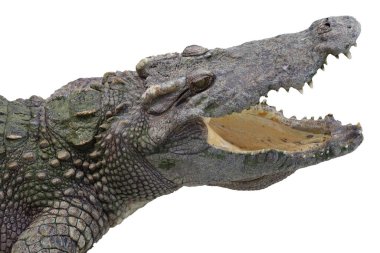 Kapalı baş tuz timsahı beyaz arka planda yol var