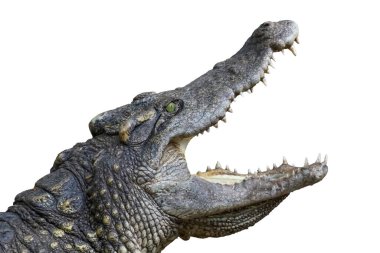 Kapalı baş tuz timsahı beyaz arka planda yol var